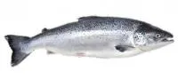 Комбикорм экструдированный для товарного выращивания лосося Salmon