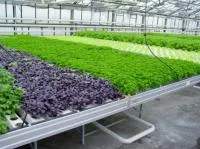 Установка конвейерного выращивания зеленных культур проточным способом УГС–2